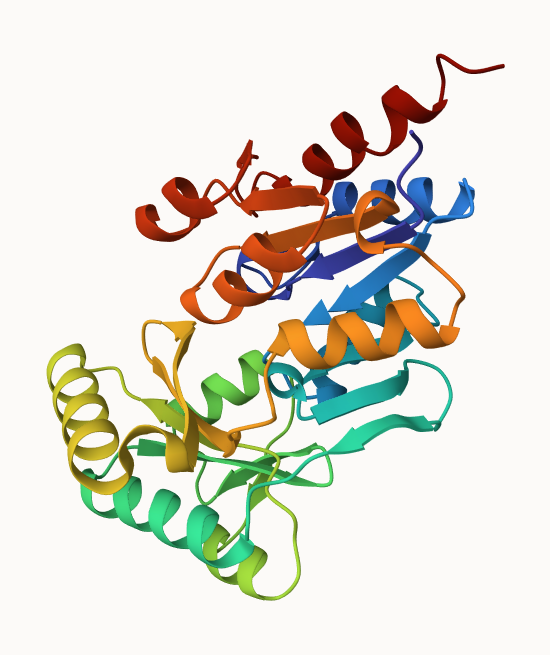 model strukture proteina, obarvanost N --> C koncu