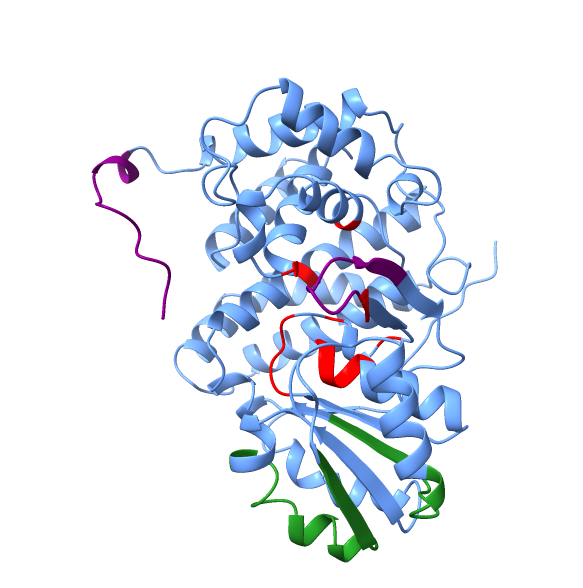 označen protein