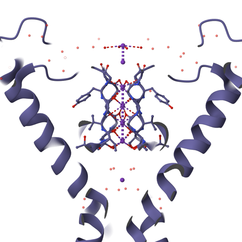 ../_images/membrane-kalijev_kanalcek-1.png