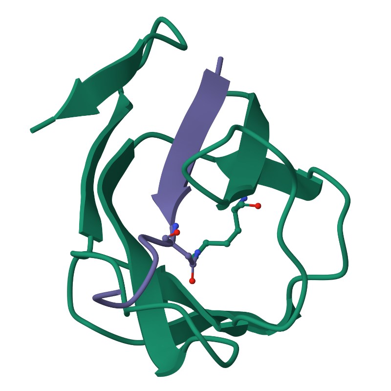 ../_images/peptidna_vez-izopeptidna.png